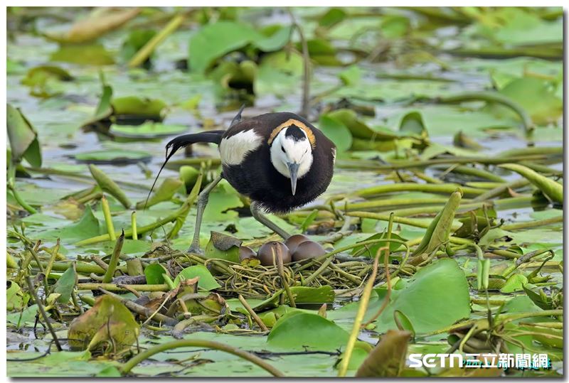 今年5月，農業部林業及自然保育署嘉義分署號召志工在嘉義縣水上鄉九芎埤種植印度莕菜與菱角等浮葉植物，打造水雉棲地。兩個月後，浮葉植物茂盛生長，形成約0.3公頃棲地，成功吸引了2公1母水雉進駐，並留下1巢4顆卵的繁殖紀錄。照片中的是今年這巢母鳥產下4顆蛋，交由公鳥細心孵育守護。（圖／嘉義縣野鳥學會陳建樺攝，授權提供）