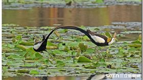 水雉保育／嘉義縣野鳥學會陳建樺攝、授權提供