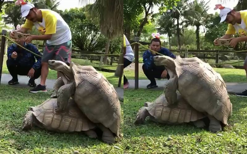 KID與小鬼農場草地上看著兩隻烏龜交配。（圖／翻攝自IG @circuskidd）