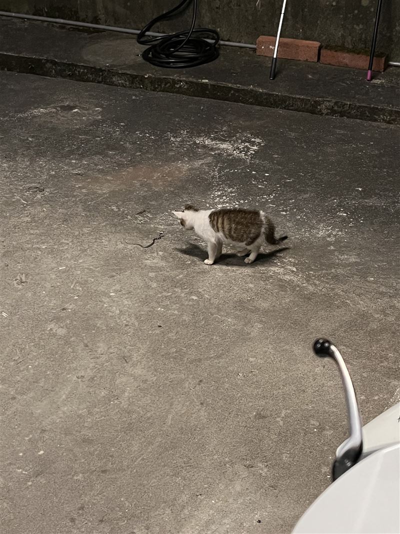 大棟派出所餵養附近的野貓，沒想到「貓咪報恩」幫忙抓蛇滅鼠。(圖／警方提供)