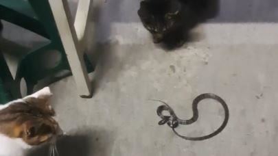 「貓的報恩」真實版 巡邏中市派出所抓蛇