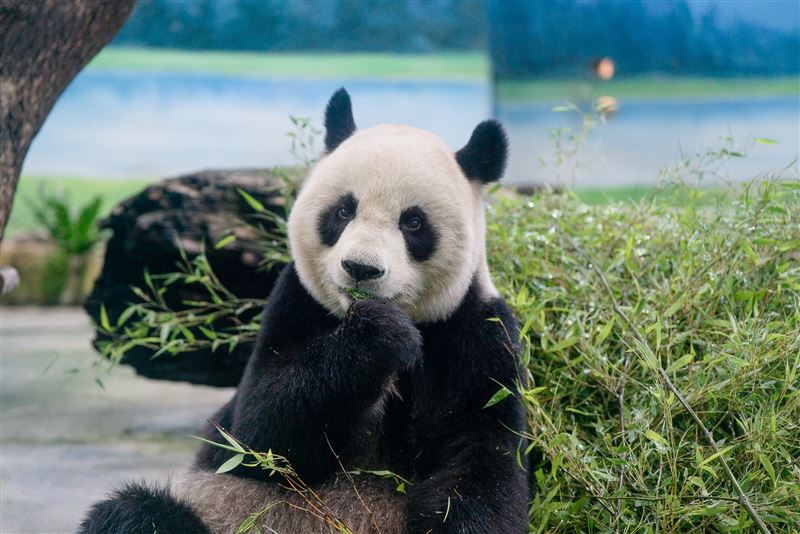 大貓熊「圓圓」心臟、消化道等主要器官功能皆維持正常穩定。（圖／桃園電子報提供）