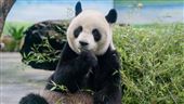 大貓熊「圓圓」邁入高齡生活　健康曝光