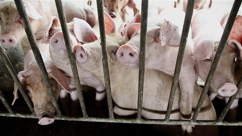 西班牙出現非洲豬瘟 31年來首見