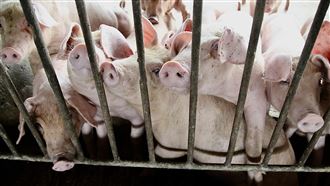 豬隻禁運送屠宰7日能否解封交　備受關注中央災害應變中心公布台灣首例非洲豬瘟疫調，外界關注7日能否解封，恢復活豬運送屠宰交易。行政院長卓榮泰4日受訪表示，是否完全解封，5日中午會開會決定，未來一個月將展開後續市場管理與肉品穩定計畫，並以週為單位進行檢討。圖為高雄市一處養豬場豬隻。中央社記者董俊志攝 114年11月4日