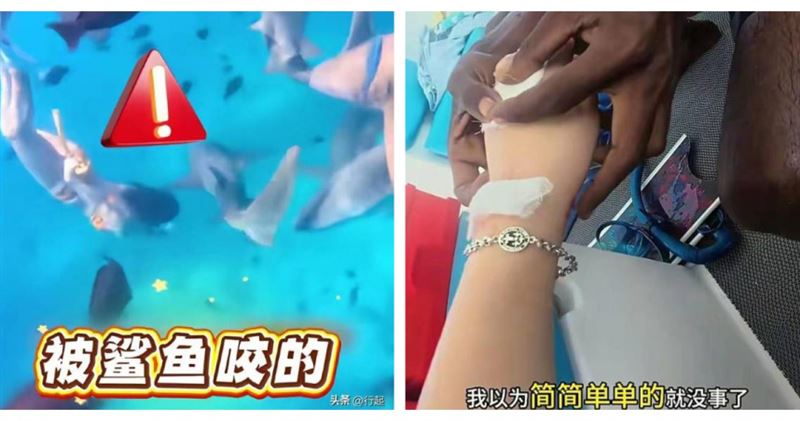 女遊客在馬爾地夫潛水期間，手腕遭護士鯊咬傷，畫面曝光引發關注。（圖／翻攝自銳於之樂，下同）