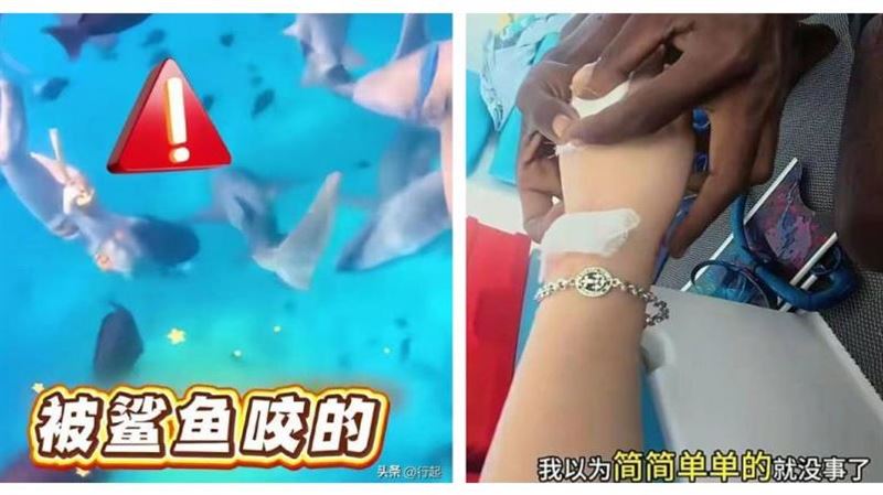 女生理期潛水被鯊魚咬傷！討拍遭炎上