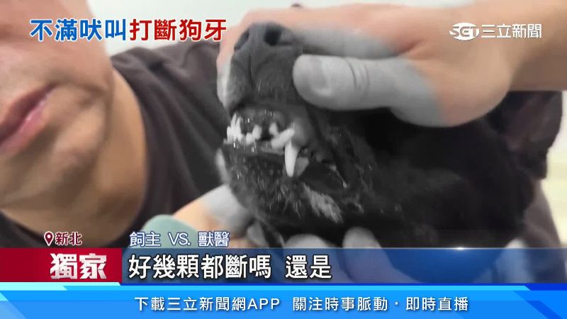狗狗上下門牙斷裂，讓飼主相當心疼
