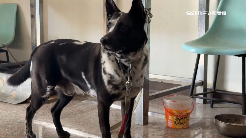 狗狗阿財平時顧家又親人