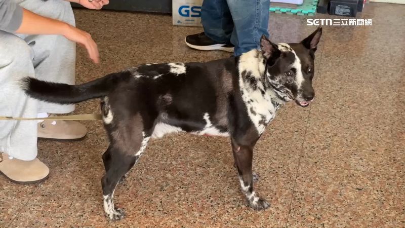 不滿遭看門狗吠叫　送貨員持鐵棍打斷狗牙