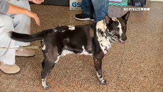 不滿遭看門狗吠叫　送貨員持鐵棍打斷狗牙