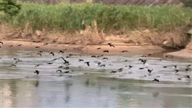 台北市副市長李四川在臉書發文「鸕鶿又來基隆河過冬」。（圖／翻攝自李四川臉書）