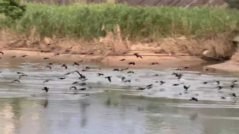 談河川治理！李四川：10年讓大佳段可游泳