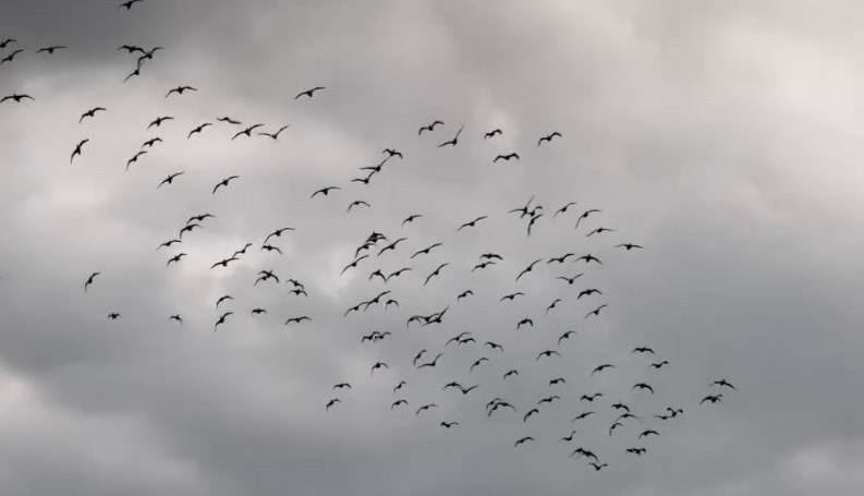 台北市副市長李四川在臉書發文「鸕鶿又來基隆河過冬」。（圖／翻攝自李四川臉書）