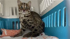 石虎。（示意圖／翻攝畫面）