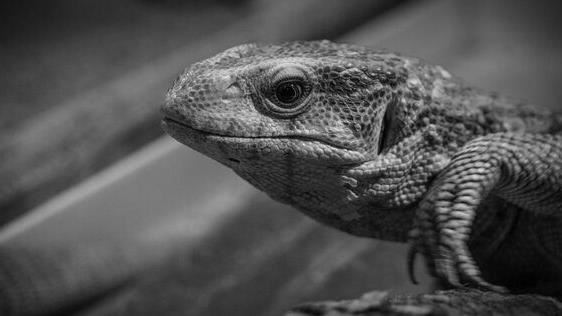 棄嬰藏屋下巨蜥拖啃屍　19歲母稱不知懷孕