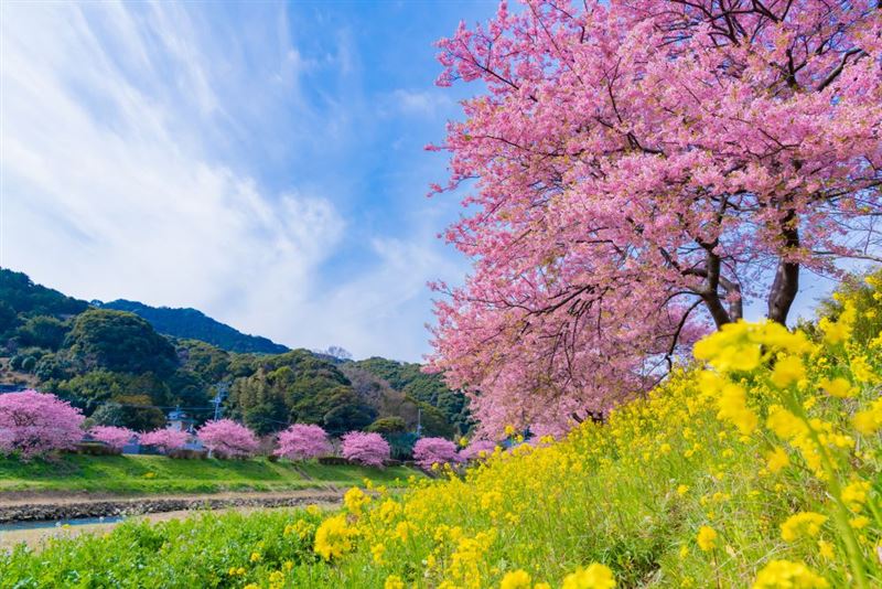搭乘易飛旅遊春節ZIPAIR包機，走訪日本著名早開櫻景點「河津櫻」，迎接初春最亮眼的粉色花海。（圖／旅宿業者提供）