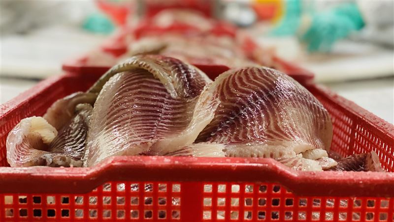 新/全聯鯛魚排含動物用藥…產地曝光