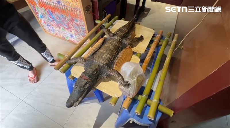 主家表示收到鱷魚供品當下也傻眼，準備找人幫忙做成三杯料理。（圖／記者朱俊傑攝影）