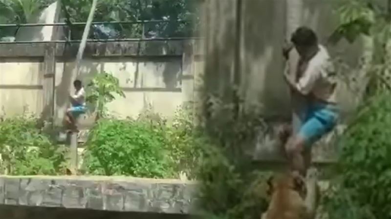 19歲男攀樹空降獅子園區　遭母獅活活咬死