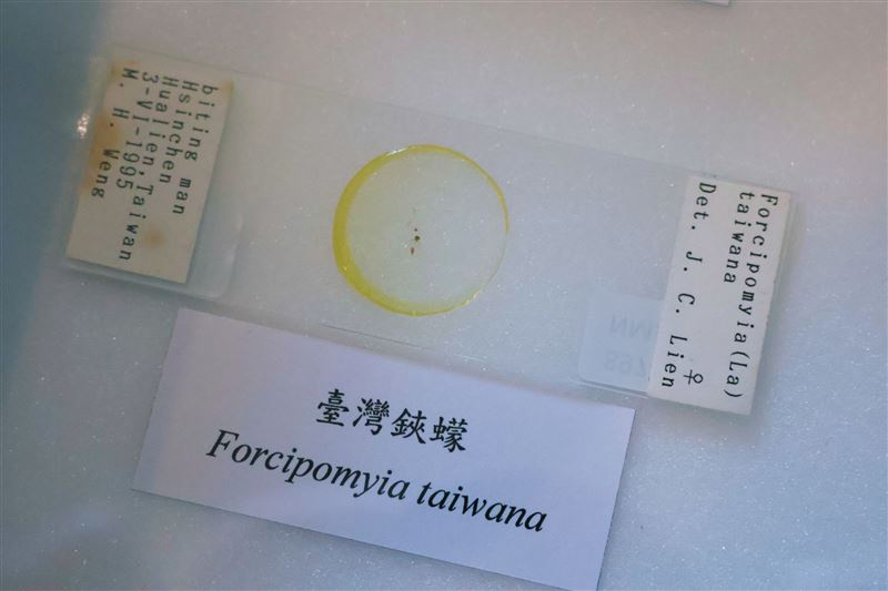 小黑蚊學名「臺灣鋏蠓」，為臺灣原生物種，雌蟲嗜吸人血，是經常造成民眾困擾的病媒昆蟲之一。(圖／國立自然科學博物館提供)