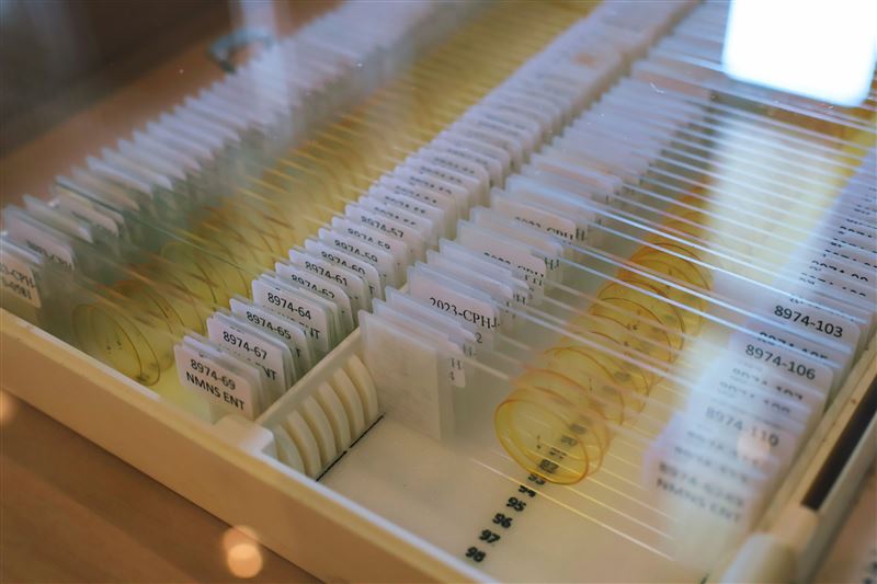 享譽學術界的「蚊人」連日清博士蒐藏多達6274件蠓科標本，由家屬捐贈給國立自然科學博物館作為研究之用。(圖／國立自然科學博物館提供)