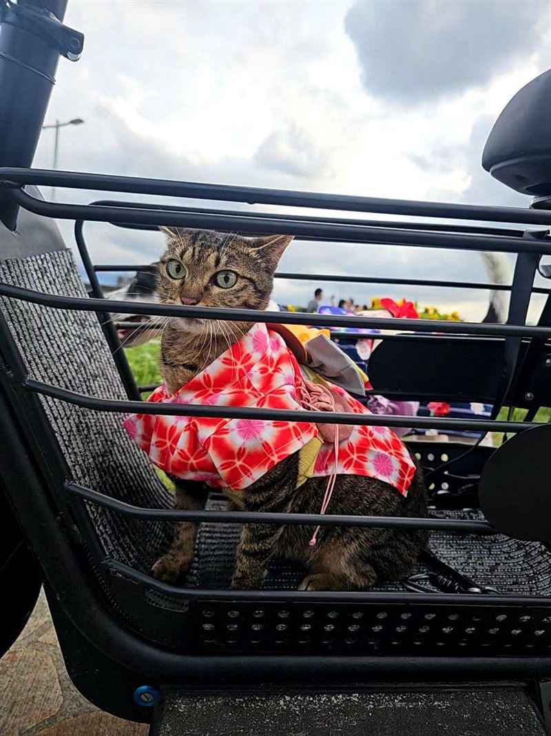 不少民眾買了「寵物電動車」後，發現根本不符法規。（圖／桃園市議員黃瓊慧提供）