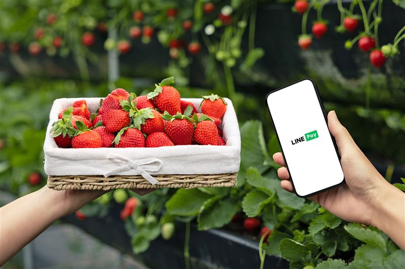 LINE Pay大湖草莓園限定優惠，採草莓折百元，伴手禮最高9折優惠。（圖／品牌業者提供）