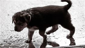 -雨天-下雨-氣象-天氣-鋒面-小狗-流浪狗（圖／pixabay）