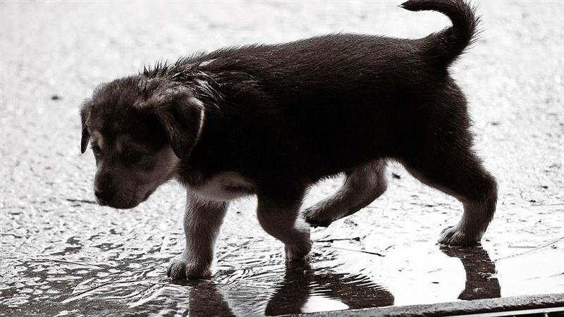 -雨天-下雨-氣象-天氣-鋒面-小狗-流浪狗（圖／pixabay）