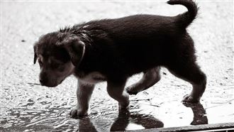 鼠沒捕到夾雙狗噴1.5萬　農民怒告結果曝