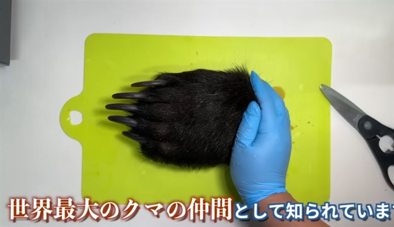 YouTube頻道「野生食物獵人」的創作者竹本明1年前就曾拍攝料理「紅燒熊掌」的影片。（圖／翻攝自野生食物獵人YouTube）