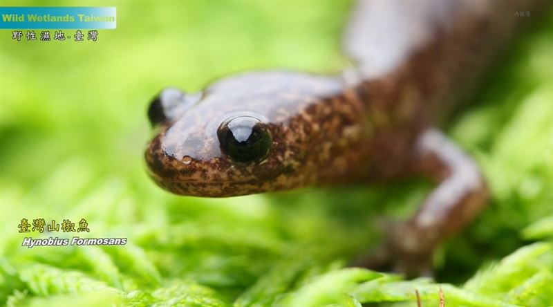 2019年諾貝爾物理學獎得主，系外行星之父迪迪埃・奎洛茲（Didier Queloz）快閃台北。大讚台灣紀錄片《野性濕地》拍出守護地球的力量。（圖／翻攝自台灣紀錄片《野性濕地》預告YT）