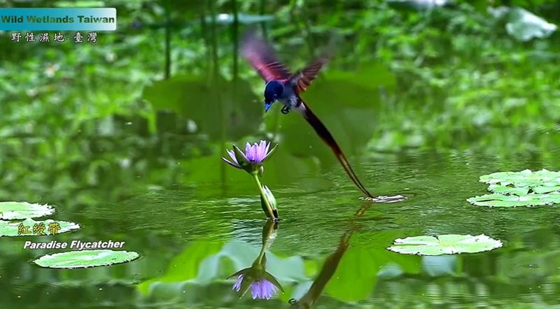 2019年諾貝爾物理學獎得主，系外行星之父迪迪埃・奎洛茲（Didier Queloz）快閃台北。大讚台灣紀錄片《野性濕地》拍出守護地球的力量。（圖／翻攝自台灣紀錄片《野性濕地》預告YT）