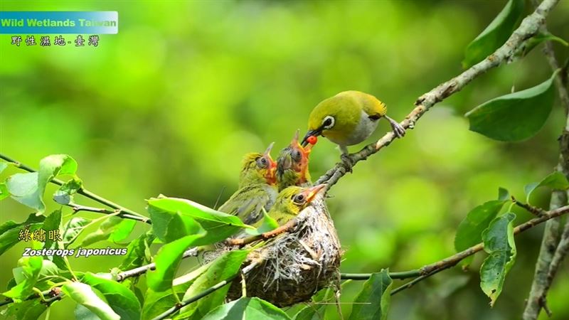 2019年諾貝爾物理學獎得主，系外行星之父迪迪埃・奎洛茲（Didier Queloz）快閃台北。大讚台灣紀錄片《野性濕地》拍出守護地球的力量。（圖／翻攝自台灣紀錄片《野性濕地》預告YT）