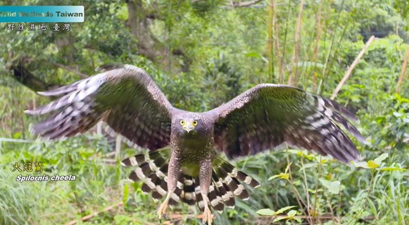 2019年諾貝爾物理學獎得主，系外行星之父迪迪埃・奎洛茲（Didier Queloz）快閃台北。大讚台灣紀錄片《野性濕地》拍出守護地球的力量。（圖／翻攝自台灣紀錄片《野性濕地》預告YT）