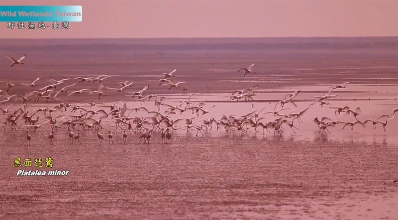 2019年諾貝爾物理學獎得主，系外行星之父迪迪埃・奎洛茲（Didier Queloz）快閃台北。大讚台灣紀錄片《野性濕地》拍出守護地球的力量。（圖／翻攝自台灣紀錄片《野性濕地》預告YT）