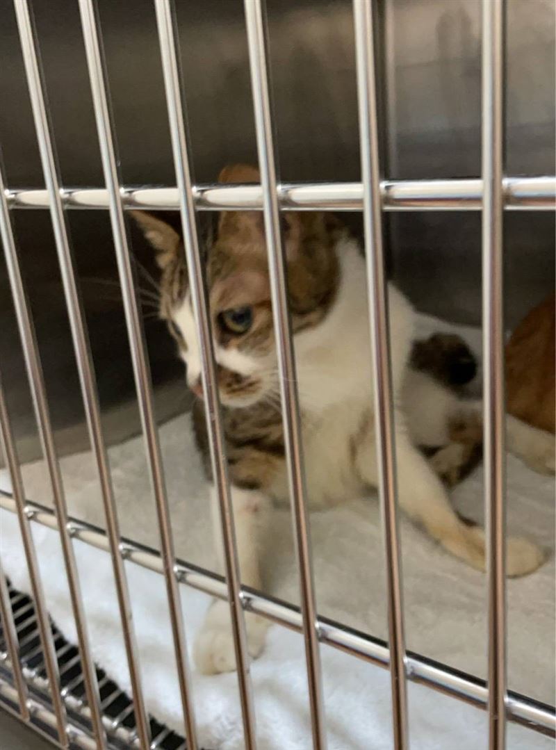 動保處於現場發現動物後，立刻送往動物醫院。（圖／動保處提供）