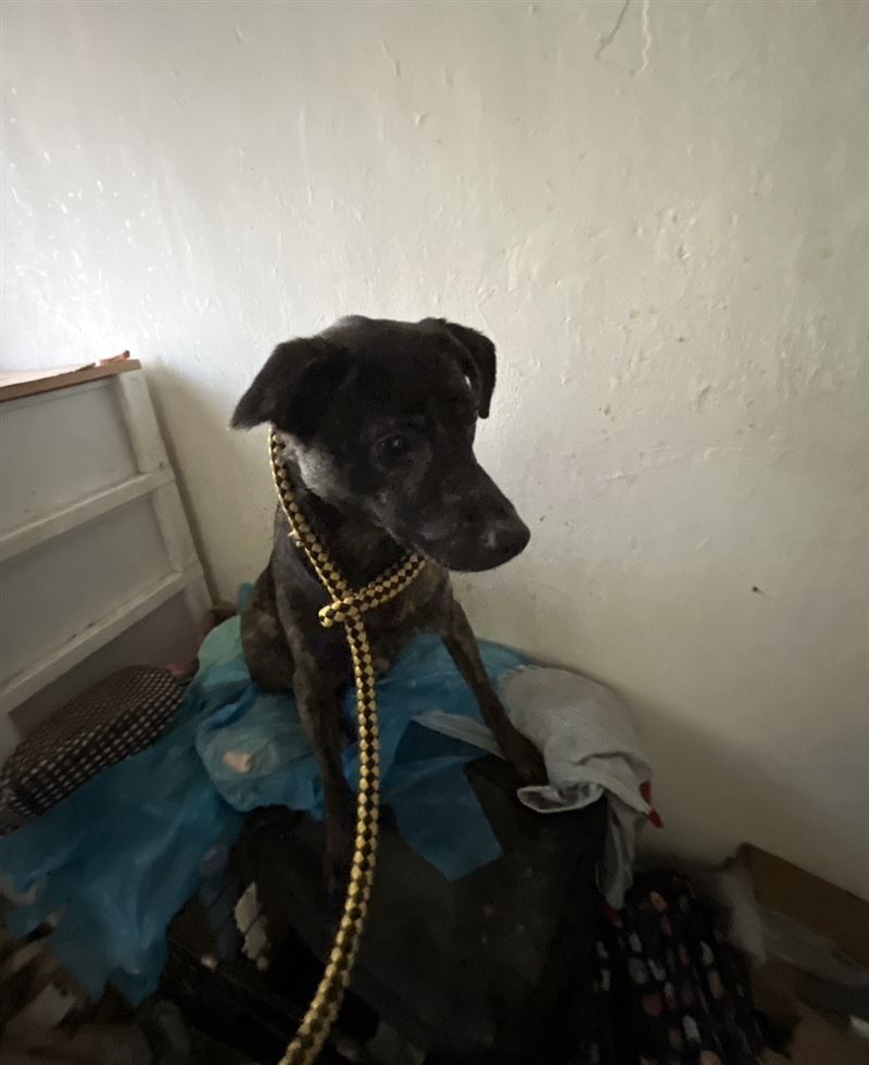 現場發現的犬隻身體瘦弱，緊急送醫診療及安置。（圖／動保處提供）