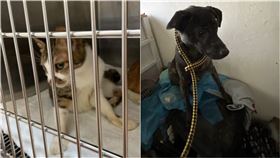 現場發現的犬隻及貓咪。（圖／動保處提供）