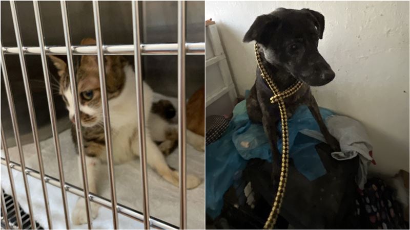 北市信義區民宅飄惡臭!動保處搜出貓屍骨