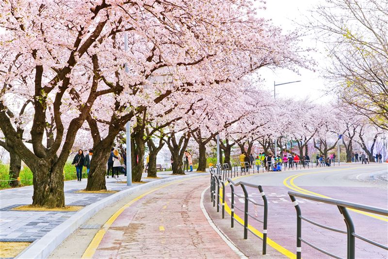 每年的3月底至4月初，汝矣島會舉行首爾最盛大的櫻花慶典「汝矣島櫻花節」，汝矣西路(輪中路)道路兩旁有超過千棵櫻花樹盛開。（圖／品牌業者提供）