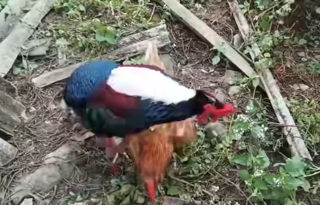 藍腹鷴非禮母雞。（圖／取自築夢森居臉書）