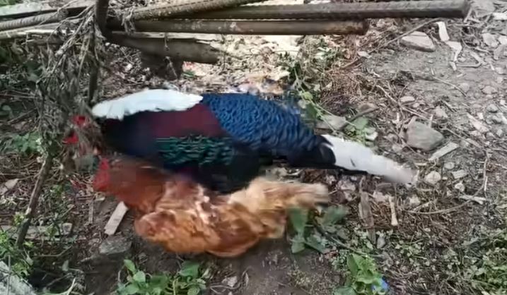 農場驚見活春宮!獵奇畫面曝光網看傻