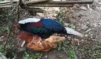 農場驚見活春宮！獵奇畫面曝光網看傻