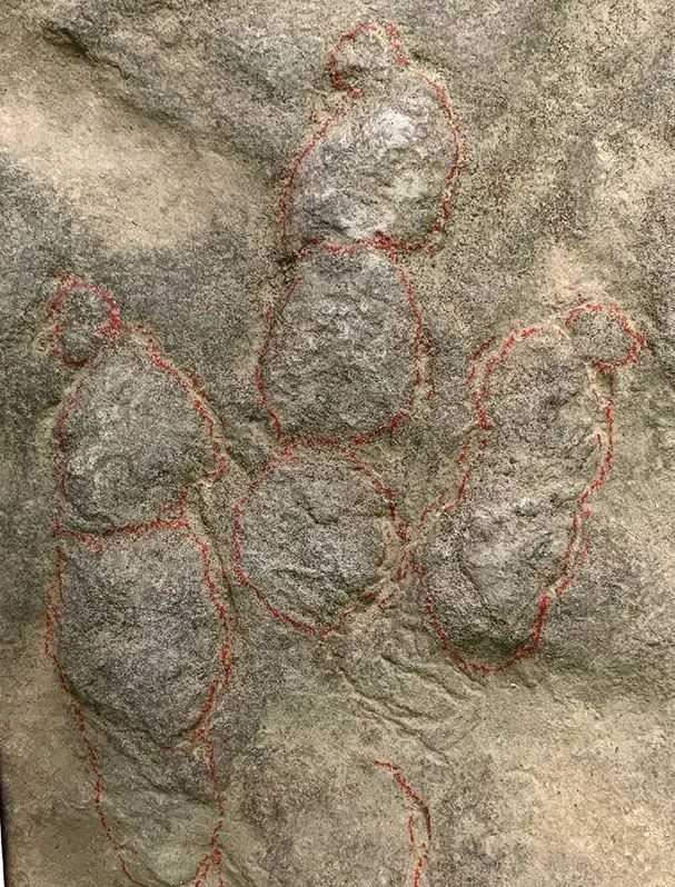 石板上密布著清晰可辨的三趾型獸腳類足跡。（圖／翻攝自光明日報）