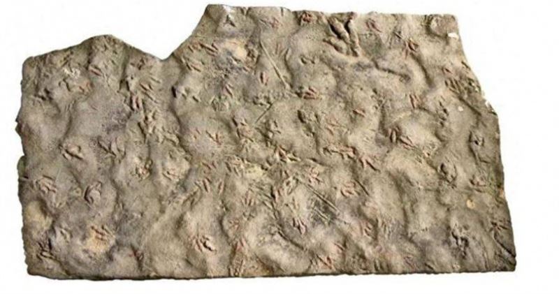 四川村民墊腳27年的石頭，竟是1.9億年前「侏羅紀恐龍化石」。（圖／翻攝自光明日報）