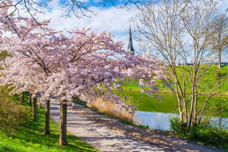 丹麥朗格麗尼公園在每年約四月中旬時，將同時有逾200棵櫻花樹同時盛開，變成一片夢幻粉紅世界。（圖／品牌業者提供）