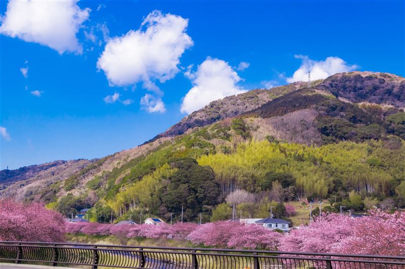 日本仍是賞櫻經典，每年在一月下旬到二月初，已開始有河津櫻花盛開。（圖／品牌業者提供）