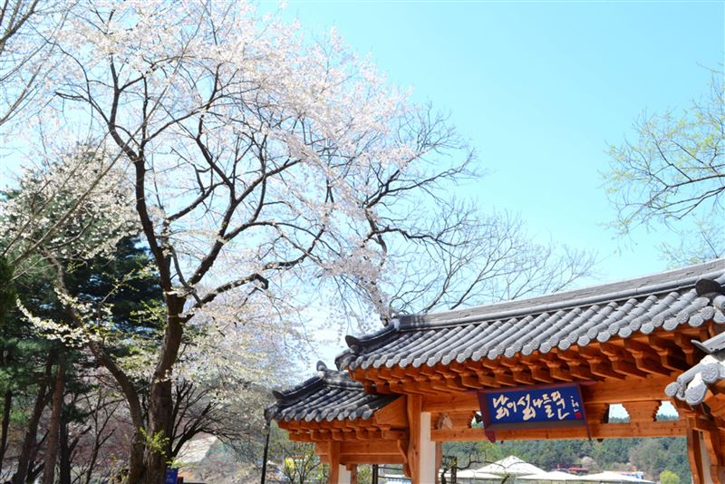 首爾的南怡島也有櫻花盛開，浪漫的粉色櫻花讓南怡島更加夢幻。（圖／品牌業者提供）